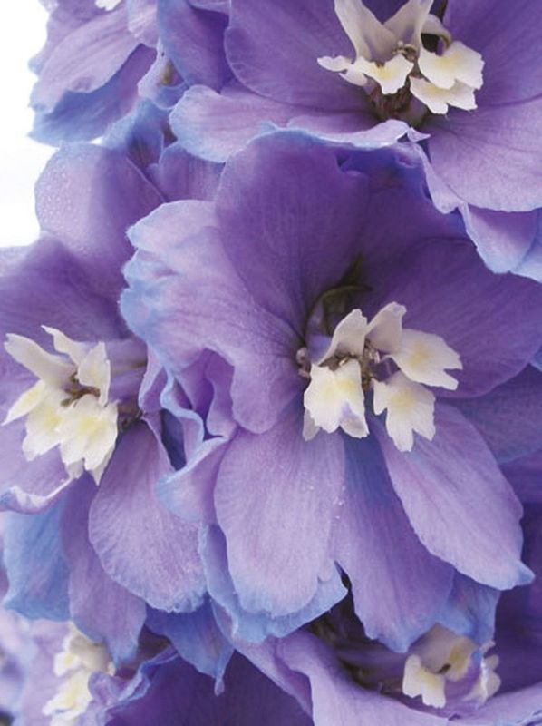 Delphinium x cultorum Fantasy ‘Azur White Blotch’