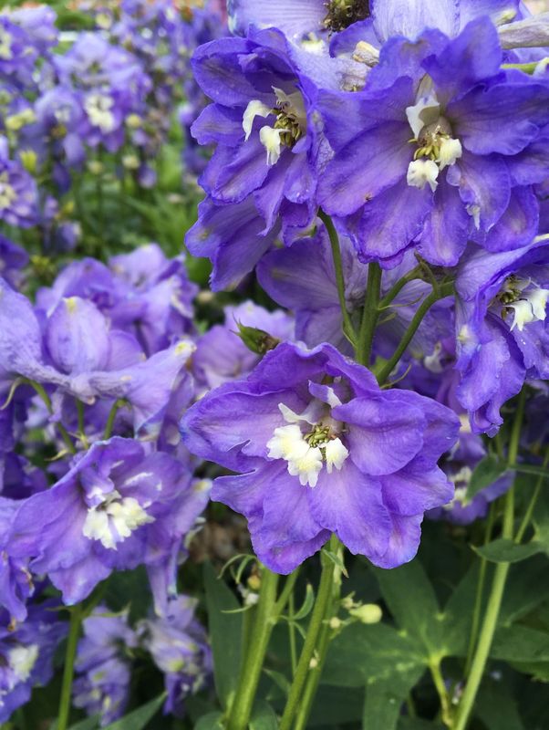 Delphinium x cultorum ‘Dignity® Blue Shades’