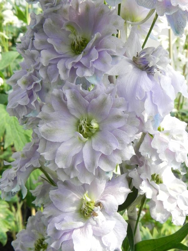 Delphinium elatum New Millennium ‘Misty Mauves’