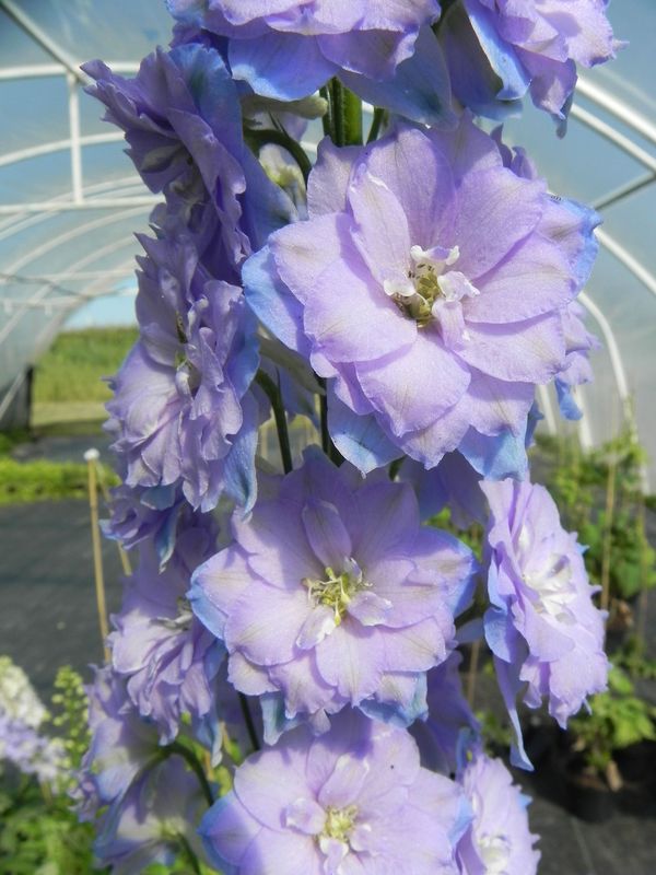 Delphinium elatum New Millennium ‘Misty Mauves’