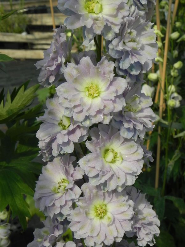 Delphinium elatum New Millennium ‘Misty Mauves’