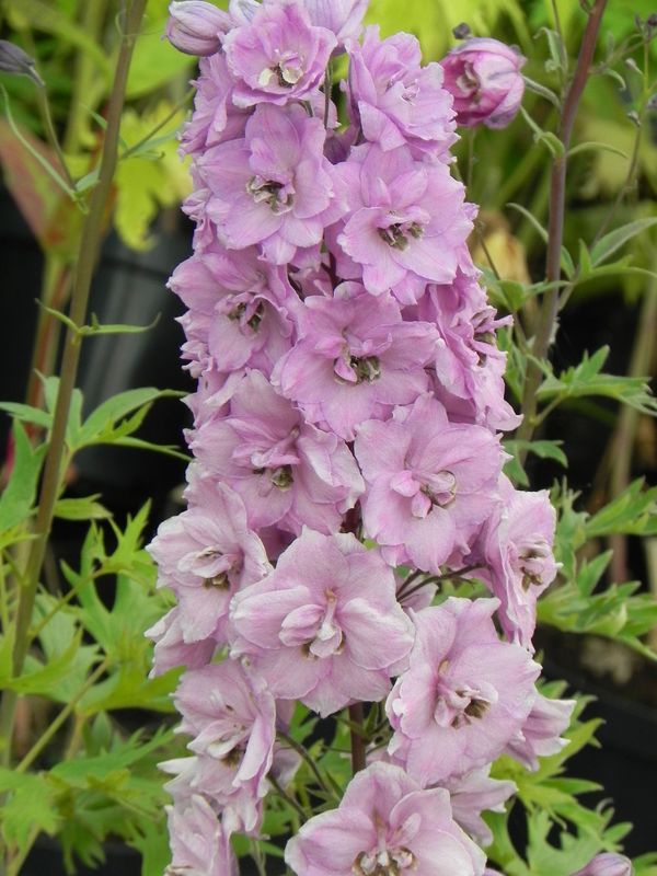 Delphinium elatum New Millennium ‘Dusky Maidens’