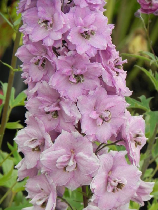 Delphinium elatum New Millennium ‘Dusky Maidens’