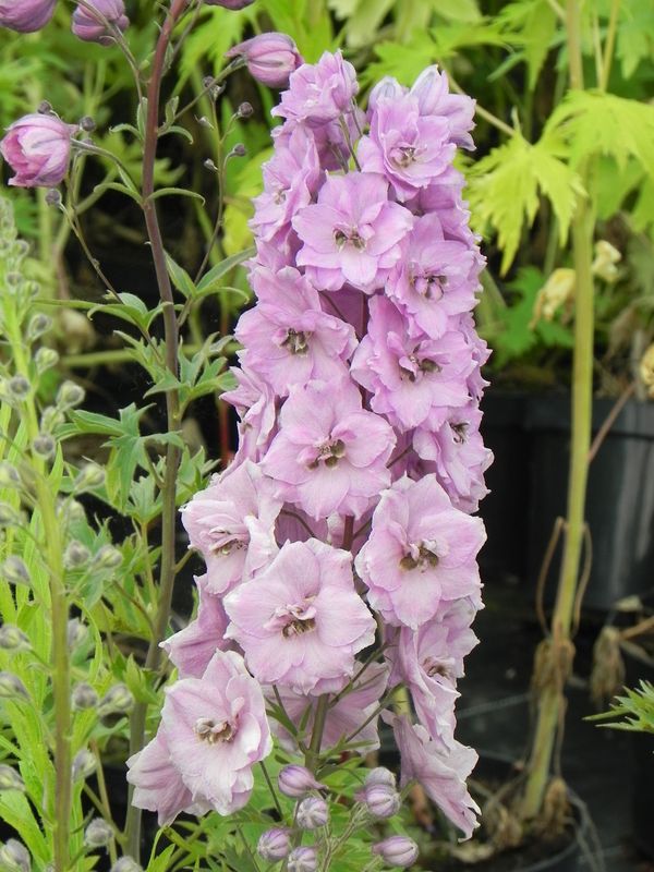 Delphinium elatum New Millennium ‘Dusky Maidens’