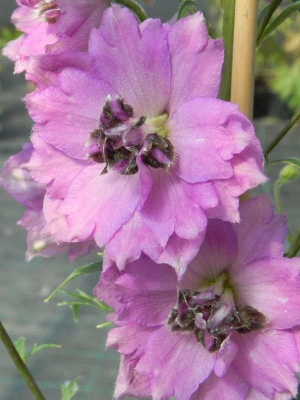 Delphinium elatum New Millennium ‘Dusky Maidens’
