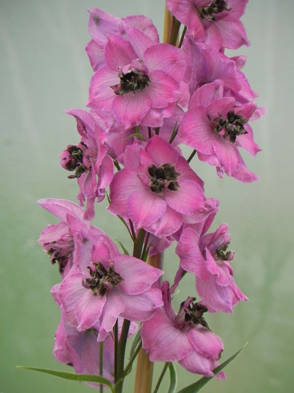 Delphinium elatum New Millennium ‘Dusky Maidens’