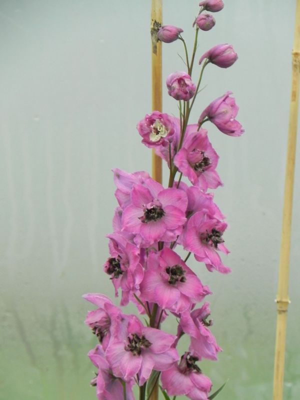 Delphinium elatum New Millennium ‘Dusky Maidens’