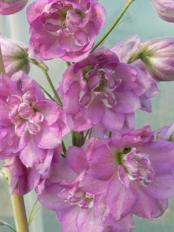 Delphinium elatum New Millennium ‘Sweethearts’