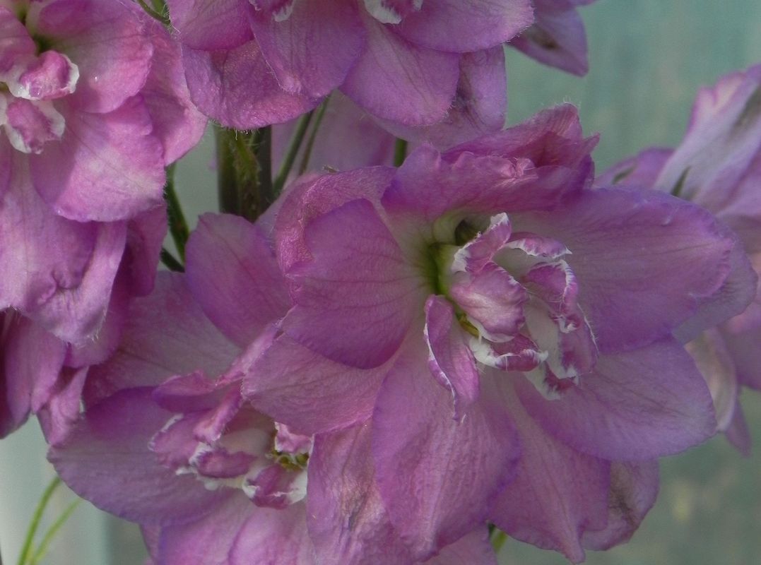 Delphinium elatum New Millennium ‘Sweethearts’