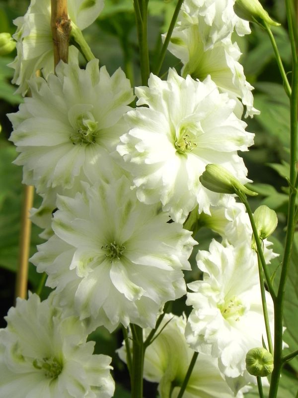 Delphinium elatum New Millennium ‘Double Innocence’