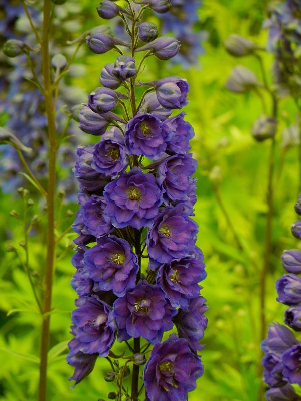 Delphinium elatum New Millennium ‘Pagan Purples’