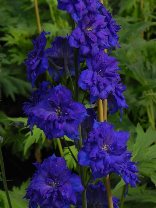 Delphinium elatum New Millennium ‘Pagan Purples’