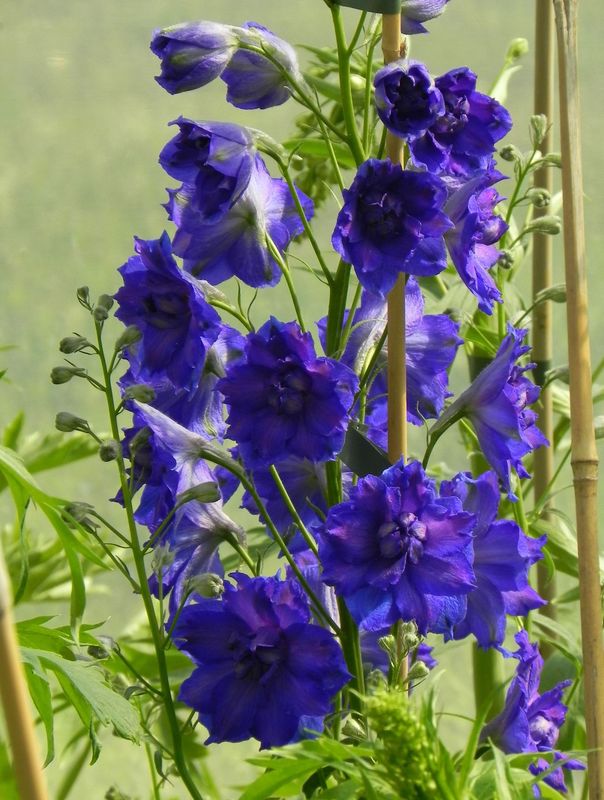 Delphinium elatum New Millennium ‘Pagan Purples’