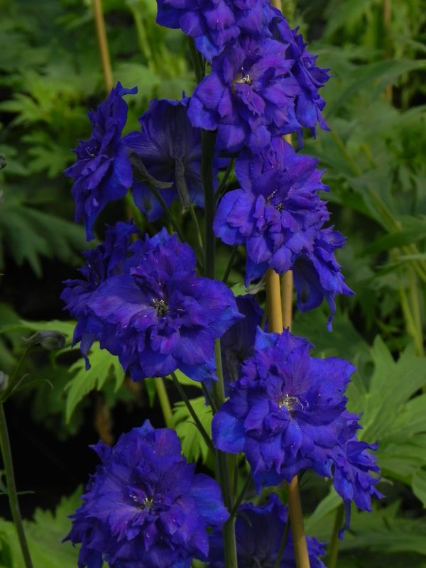Delphinium elatum New Millennium ‘Pagan Purples’
