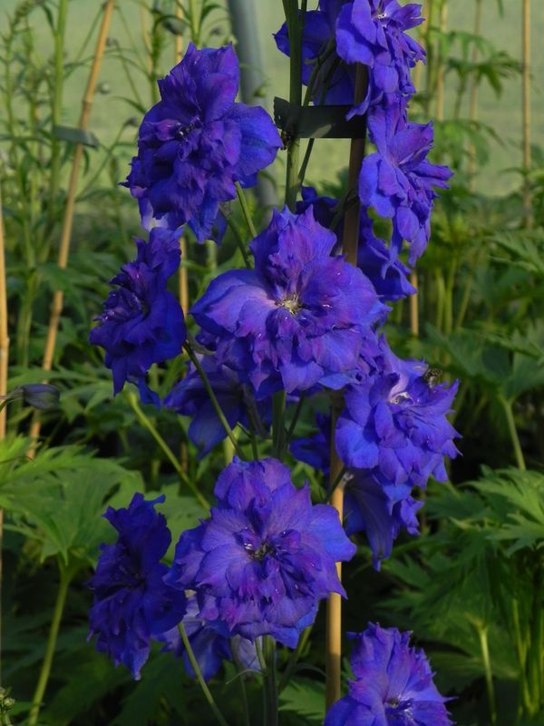 Delphinium elatum New Millennium ‘Pagan Purples’