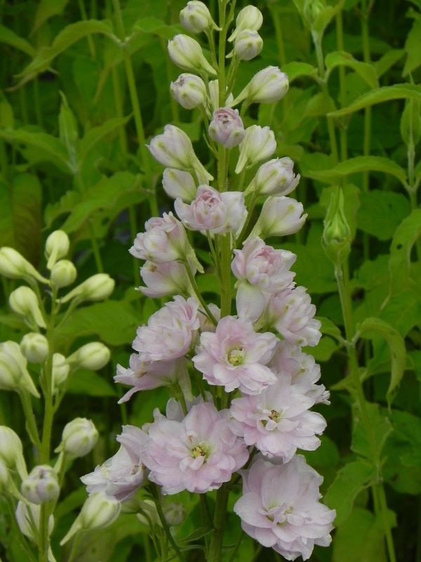 Delphinium elatum New Millennium ‘Pink Blush’