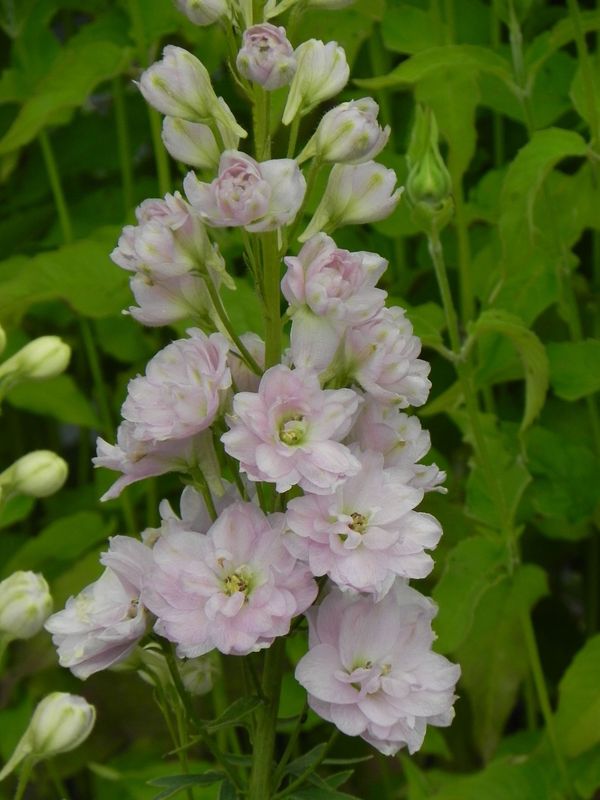 Delphinium elatum New Millennium ‘Pink Blush’