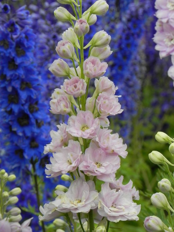 Delphinium elatum New Millennium ‘Pink Blush’