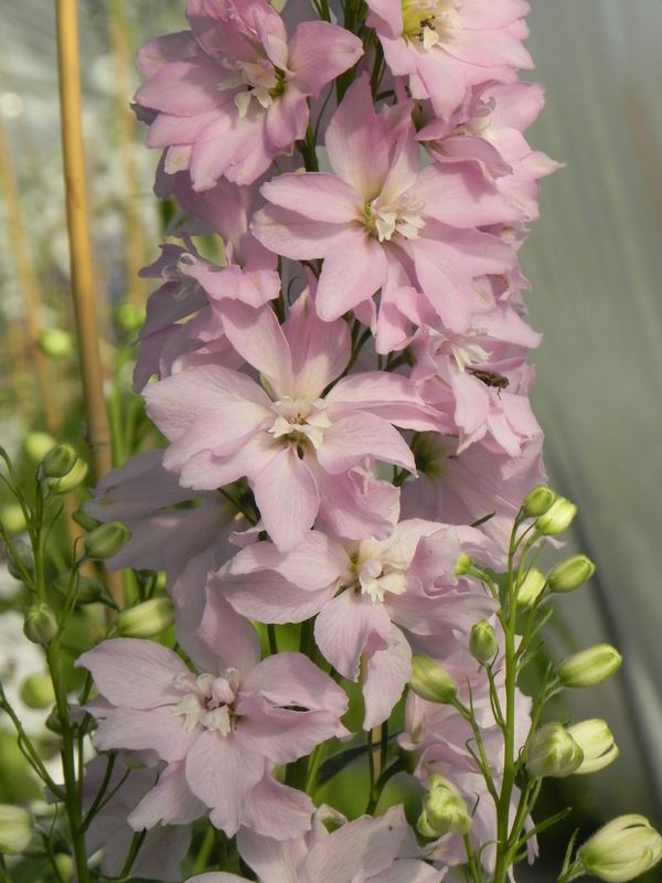 Delphinium elatum New Millennium ‘Pink Blush’