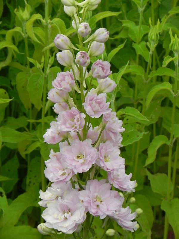 Delphinium elatum New Millennium ‘Pink Blush’