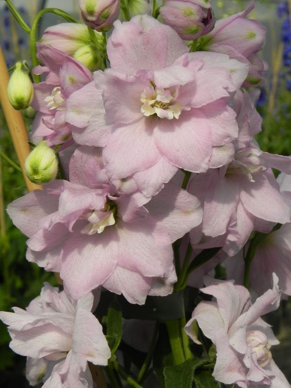 Delphinium elatum New Millennium ‘Pink Blush’