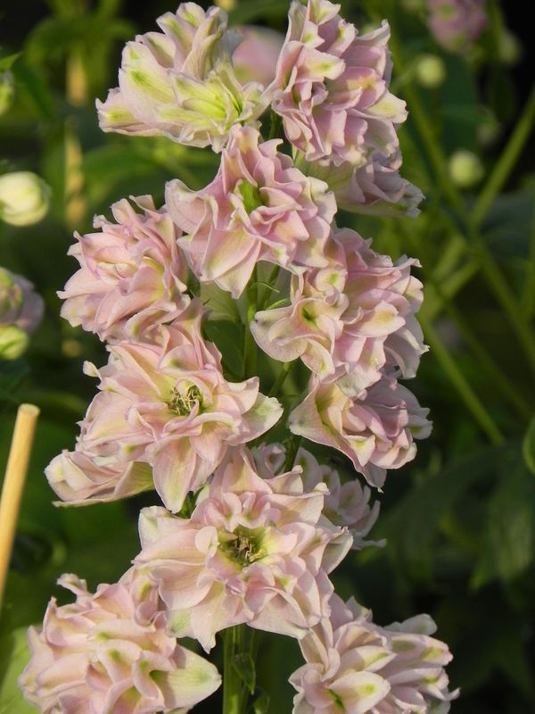 Delphinium elatum New Millennium ‘Pink Blush’