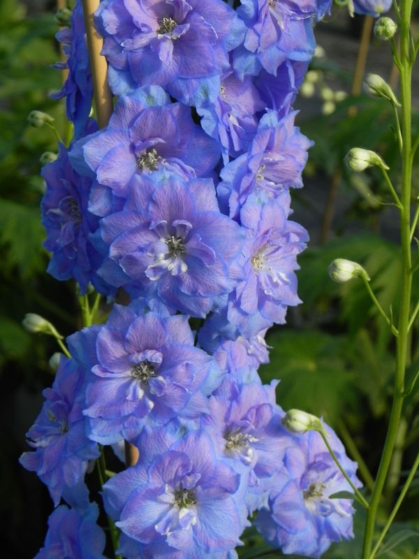 Delphinium elatum New Millennium ‘Blue Lace’