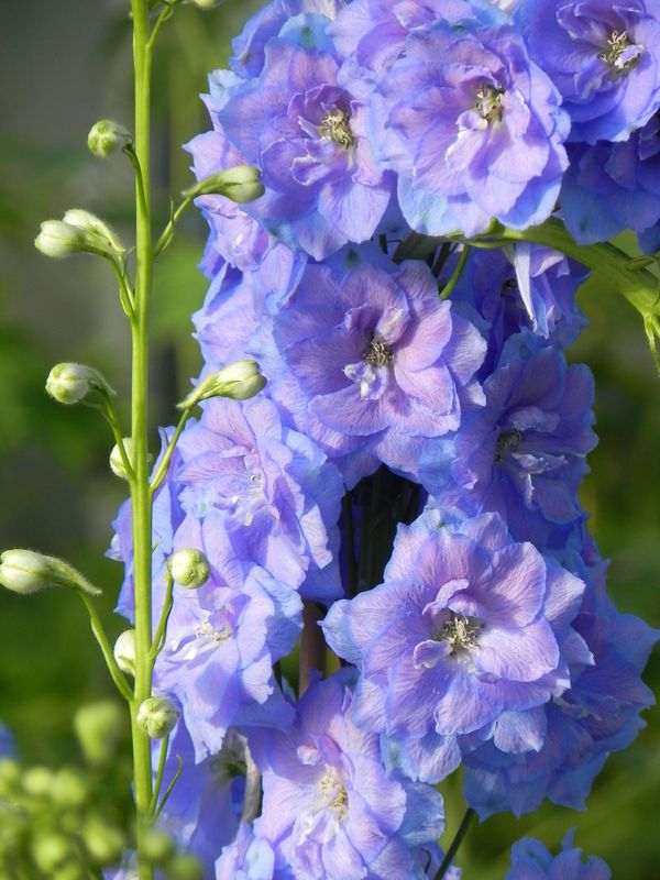 Delphinium elatum New Millennium ‘Blue Lace’