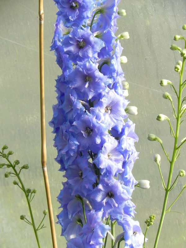 Delphinium elatum New Millennium ‘Blue Lace’