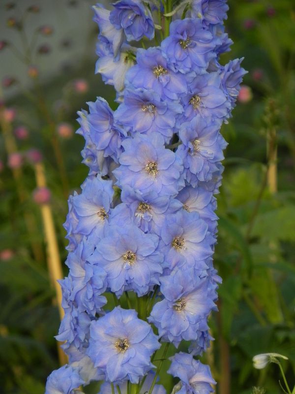 Delphinium elatum New Millennium ‘Blue Lace’