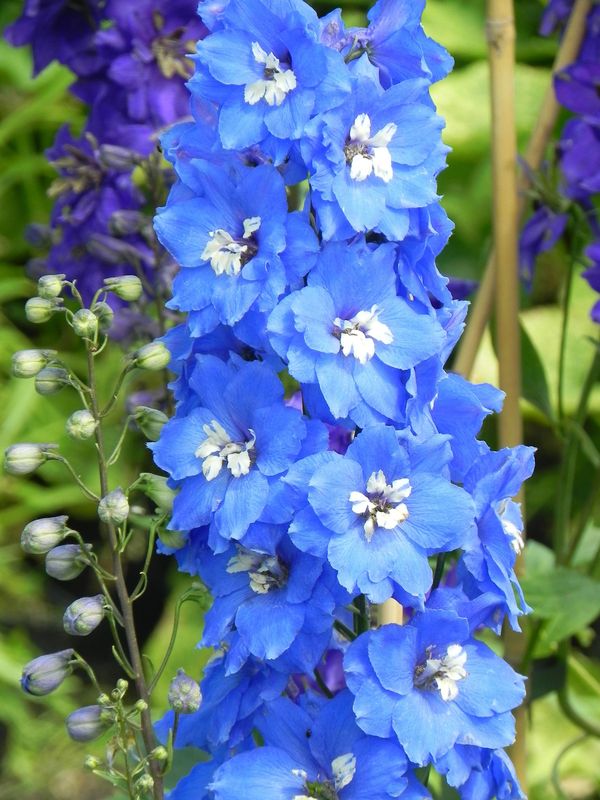 Delphinium elatum New Millennium ‘Cobalt Dreams’