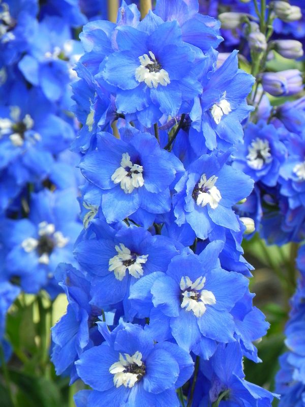 Delphinium elatum New Millennium ‘Cobalt Dreams’