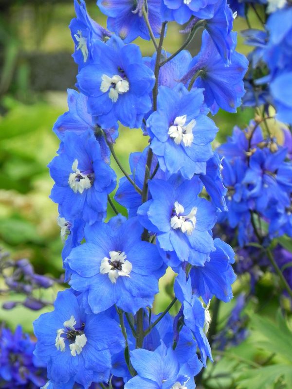 Delphinium elatum New Millennium ‘Cobalt Dreams’