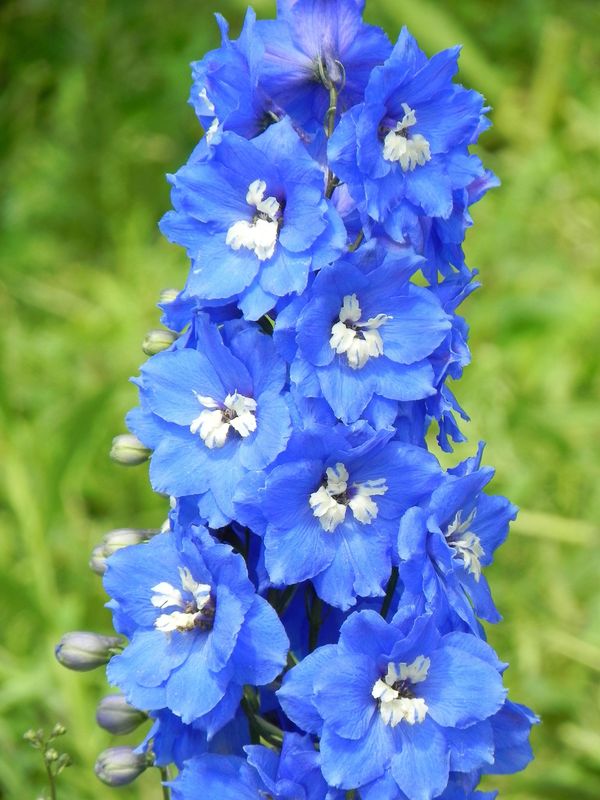 Delphinium elatum New Millennium ‘Cobalt Dreams’