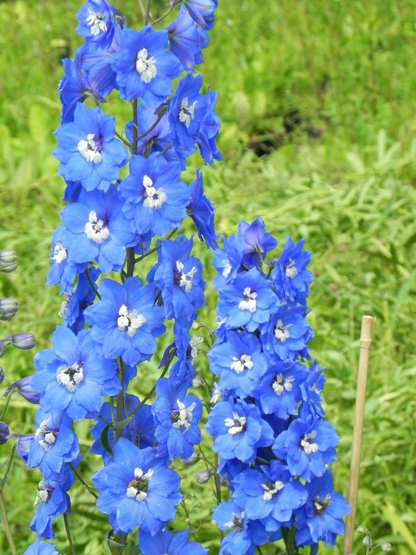 Delphinium elatum New Millennium ‘Cobalt Dreams’