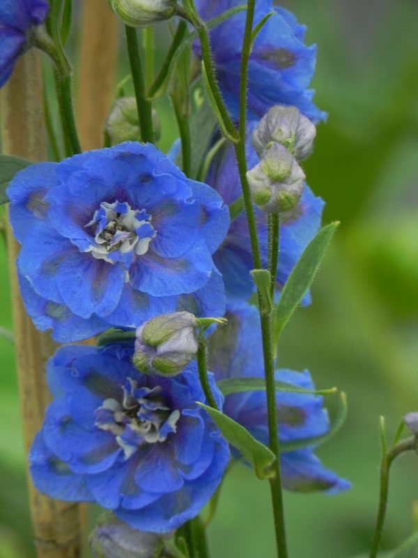 Delphinium elatum New Millennium ‘Cobalt Dreams’