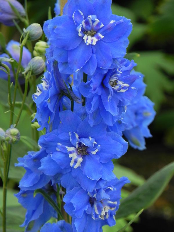Delphinium elatum New Millennium ‘Cobalt Dreams’
