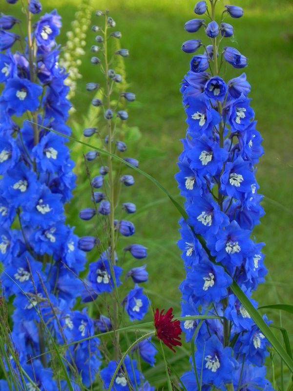 Delphinium elatum New Millennium ‘Cobalt Dreams’