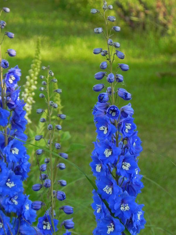 Delphinium elatum New Millennium ‘Cobalt Dreams’