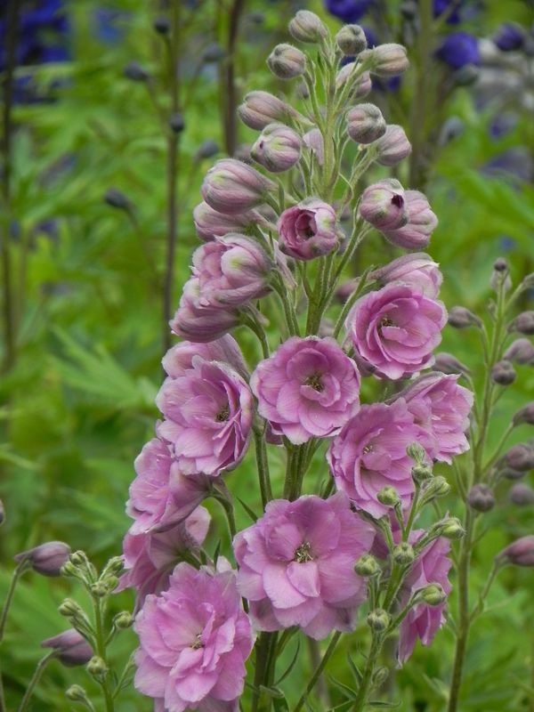 Delphinium elatum New Millennium ‘Pink Punch’
