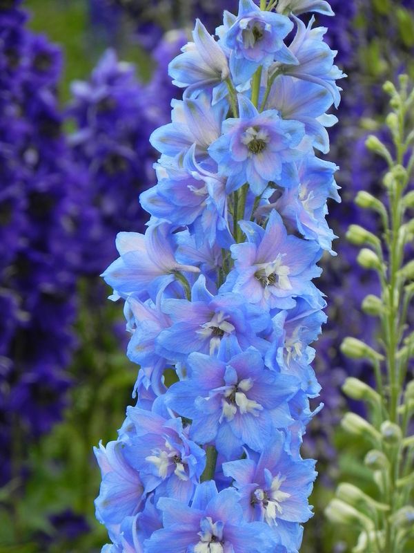 Delphinium elatum New Millennium ‘Sunny Skies’
