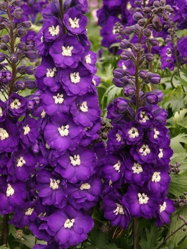 Delphinium elatum New Millennium ‘Purple Passion’
