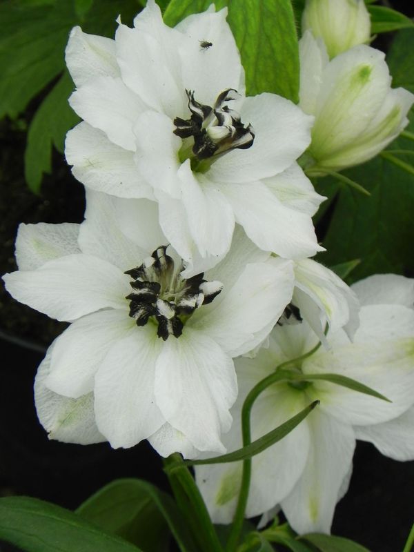 Delphinium elatum New Millennium ‘Black Eyed Angels’