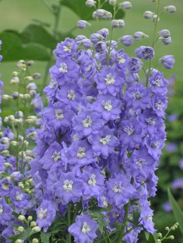 Delphinium elatum New Millennium ‘Lilac Ladies’