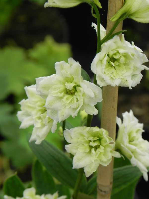 Delphinium elatum New Millennium ‘Innocence’