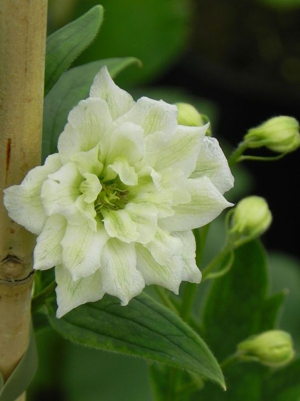 Delphinium elatum New Millennium ‘Innocence’