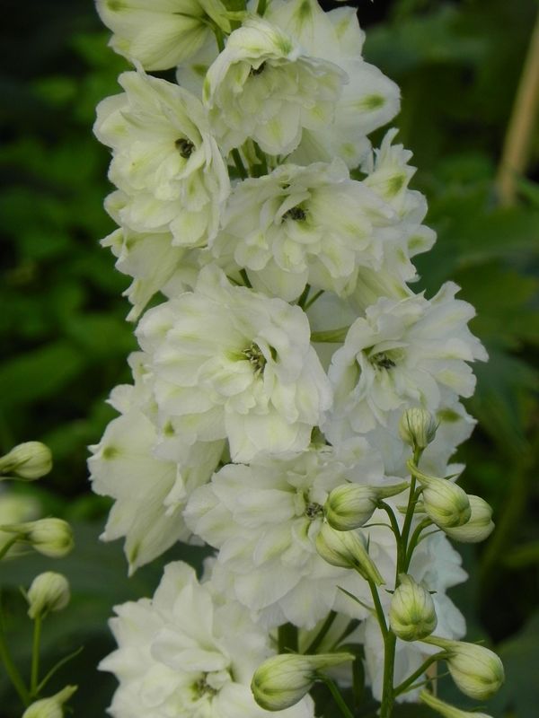 Delphinium elatum New Millennium F1-Hybrids ‘Green Twist’