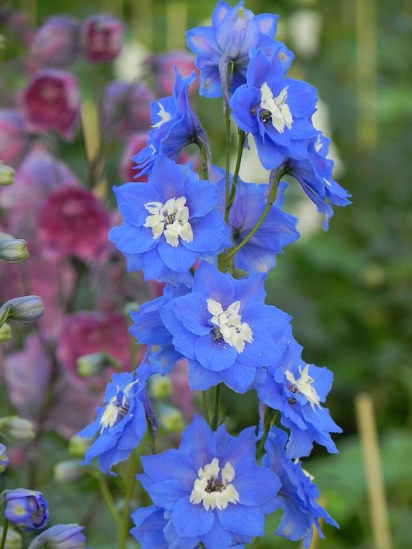 Delphinium elatum New Millennium F1-Hybrids ‘Royal Aspirations’