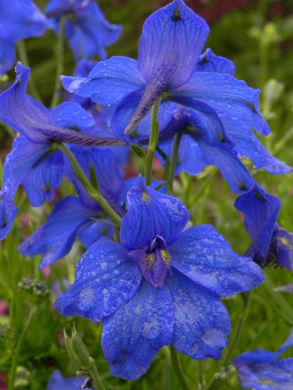 Delphinium grandiflorum ‘Summer Nights’