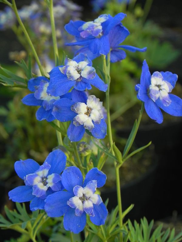 Delphinium grandiflorum ‘Ocean Cheer Blue’